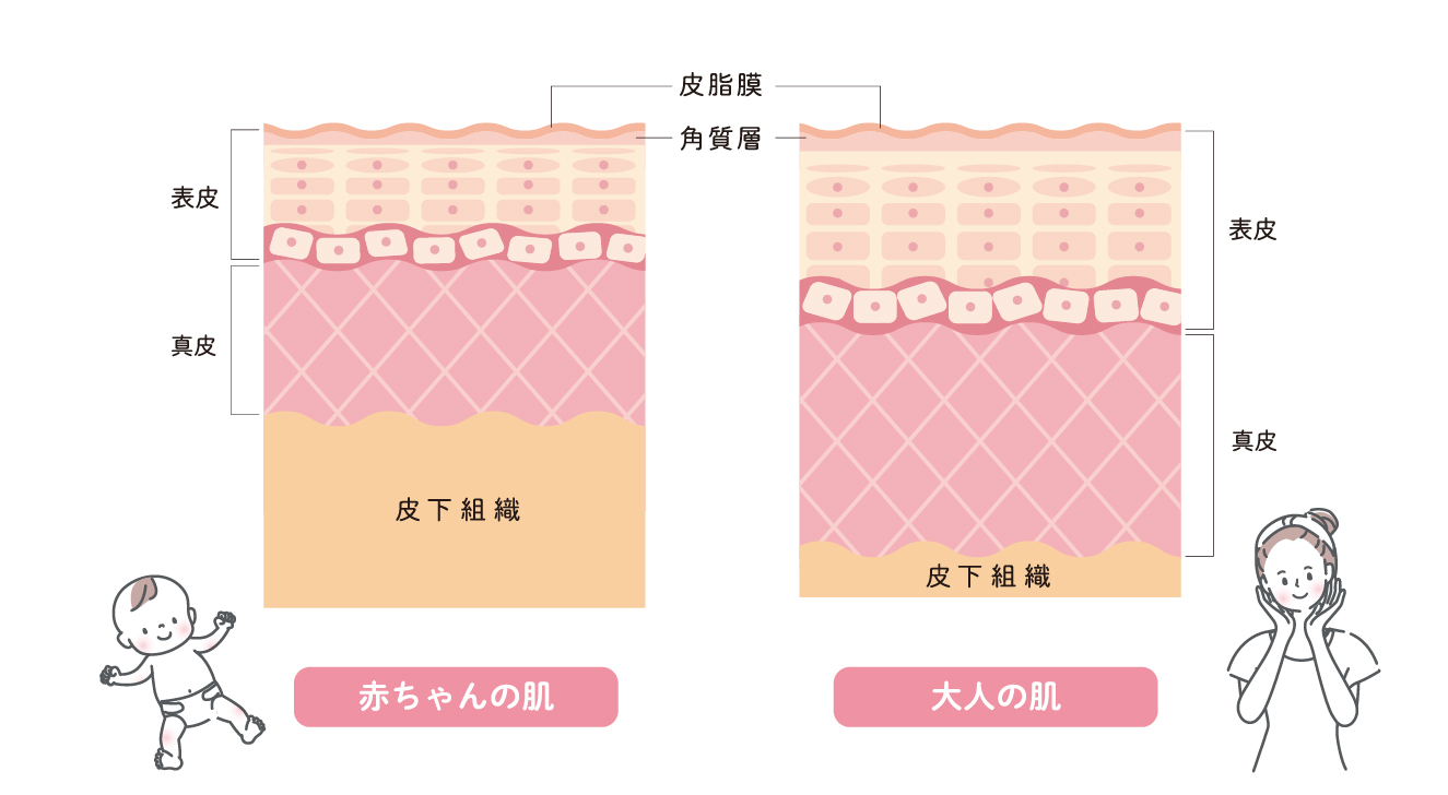 赤ちゃんと大人の肌の違いイメージ図